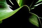 Agave, OFSV01P06_18.4496