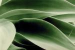 Agave, OFSV01P07_07.3299