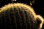 Barrel Cactus, prickly, spikes