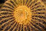 Barrel Cactus, prickly, spikes, OFSV01P08_13.3299