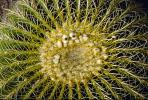 Prickly Spikey essence, Cactus Spines, OFSV01P08_14