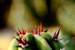 Spikes, Thorns, Spikey, prickly, OFSV01P08_16.3299