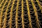 Spikes, Thorns, Spikey, Barrel Cactus, prickly