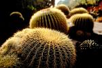Barrel Cactus, prickly, spikes, OFSV01P09_03.3299