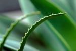 Aloe Vera, (Agave utahensis), Asphodelacea, OFSV01P09_17.3299