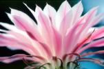 Pink Cactus Flower, OFSV01P10_06