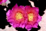 Cactus Flower Twins