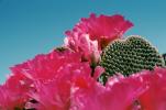 Cactus Flower, OFSV01P12_13