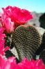 Cactus Flower, OFSV01P12_16