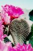 Cactus Flower, OFSV01P12_16B