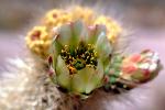 Cactus Flower, OFSV01P13_01.3299