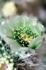 Cactus Flower, OFSV01P13_06