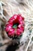 Cactus Flower, OFSV01P13_08