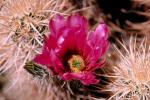 Cactus Flower, OFSV01P13_09.3299