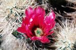 Cactus Flower, OFSV01P13_10