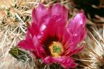 Cactus Flower, OFSV01P13_11.3299