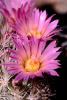 Cactus Flower, OFSV01P13_17.3299