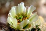Cactus Flower, OFSV01P14_06.3299