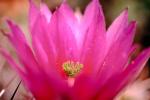 Cactus Flower, OFSV01P14_13.3299