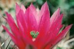 Cactus Flower, OFSV01P14_14