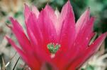 Cactus Flower, OFSV01P14_15