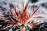 Prickly Spikey essence, Cactus Spines, OFSV01P14_18