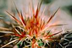 Prickly Spikey essence, Cactus Spines, OFSV01P14_19