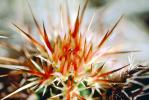 Prickly Spikey essence, Cactus Spines, OFSV01P14_19B