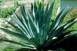 Agave, OFSV01P15_09.3299