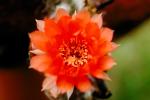 Cactus Flower, OFSV02P02_15.3299