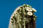 Cactus Flower, OFSV02P02_18.3299