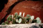 Suapi, Arizona, spines, spikes, OFSV02P03_01.3299