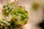 Cactus Flower, OFSV02P03_06.3299