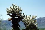 Cholla Cactus, OFSV02P03_08