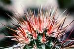 Spikes, Thorns, spines, prickly