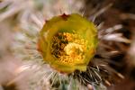 Cactus Flower, OFSV02P05_05.3300