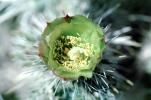 Cactus Flower, OFSV02P05_06