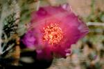 Cactus Flower, OFSV02P05_13.3300