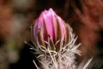 Cactus Flower, OFSV02P05_15.3300