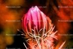 Cactus Flower, OFSV02P05_15B.3300