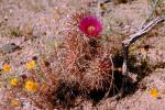Cactus Flower, OFSV02P06_16.3300
