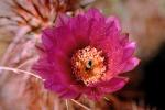 Cactus Flower, OFSV02P06_17.3300