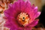 Cactus Flower, OFSV02P07_01.3300