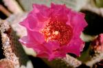 Cactus Flower, OFSV02P07_02.3300