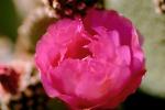 Cactus Flower, OFSV02P07_03.3300