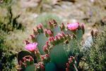 Cactus Flower, OFSV02P07_05.3300