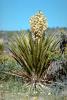 Flowering Yucca Plant, flower, bloom, Monocot, Asparagales, Asparagaceae, Agavoideae, Yucca Plant, OFSV02P07_15.3300