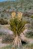 Flowering Yucca Plant, flower, bloom, Monocot, Asparagales, Asparagaceae, Agavoideae, Yucca Plant, OFSV02P07_17.3300