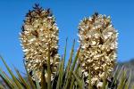 Flowering Yucca Plant, flower, bloom, Monocot, Asparagales, Asparagaceae, Agavoideae, Yucca Plant, OFSV02P07_18.3300