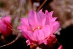 Cactus Flower, OFSV02P08_03.3300